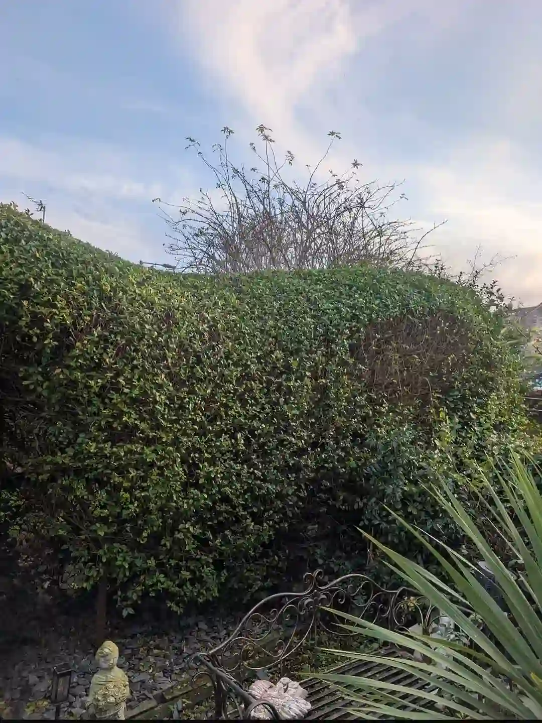 Garden hedge and archway clearance in Manchester